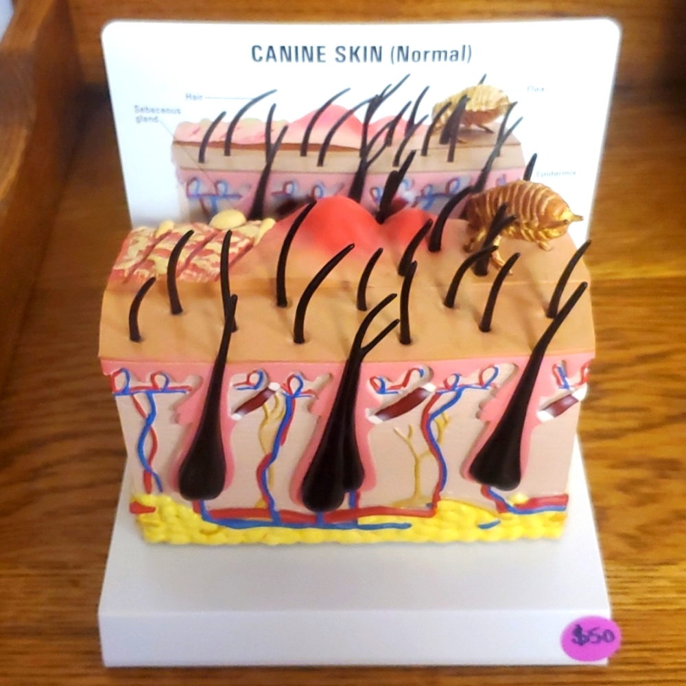 Nasco canine normal skin and flea bite educational model